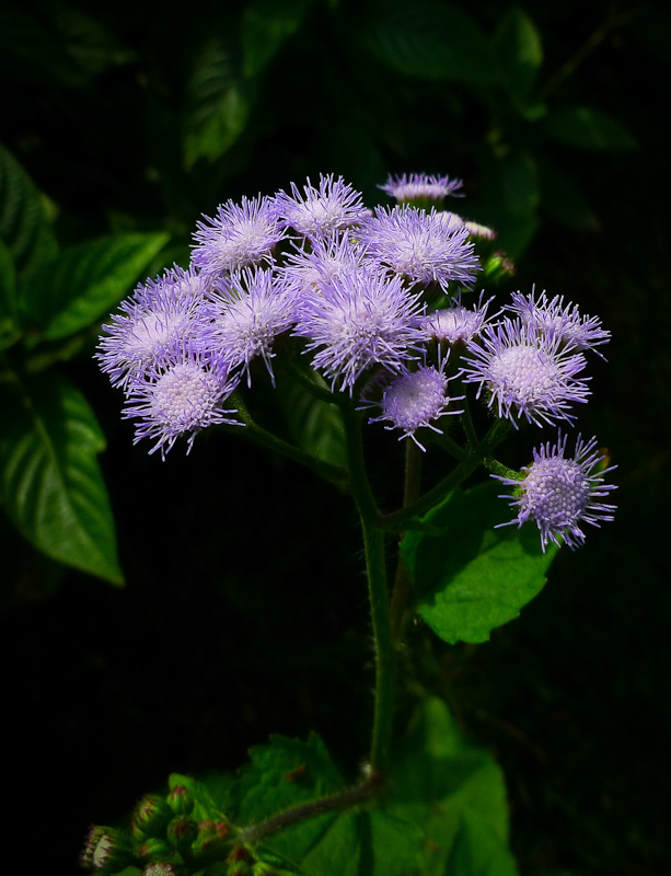 紫花藿香蓟